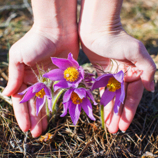 eld rse coeur et mains eld rse fleur et mains